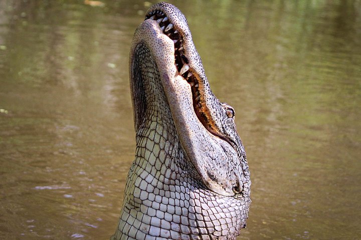 Spannende luchtboottour door de moerassen van New Orleans, met wilde dieren zoals alligators, foto 7 | wizardtrip