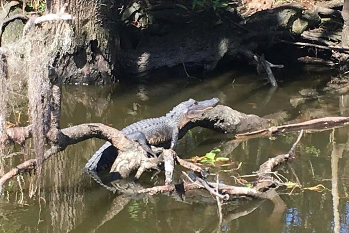 Spannende luchtboottour door de moerassen van New Orleans, met wilde dieren zoals alligators, foto 10 | wizardtrip