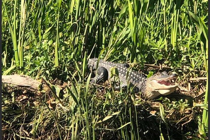 Sumpftour-Bootabenteuer in New Orleans durch den Louisiana Bayou, mit Tierbeobachtungen und Cajun-Kultur, Foto 6 | wizardtrip