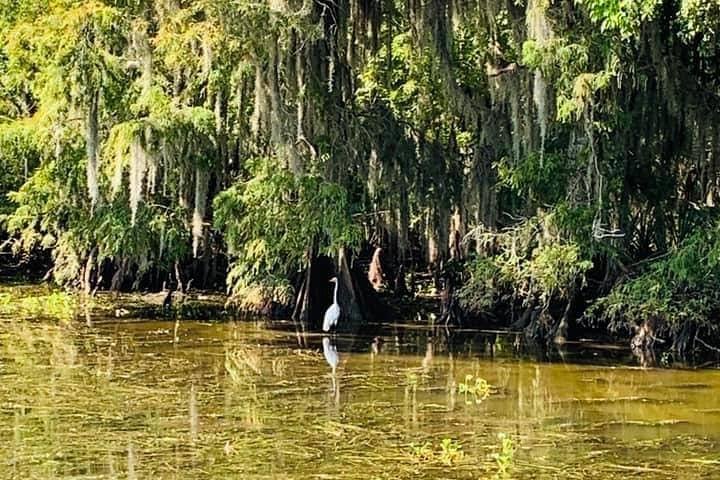 New Orleans sumptur bådeeventyr gennem bayou med dyrelivsobservation og Cajun-kultur, foto 6 | wizardtrip