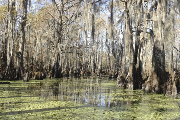 New Orleans sumptur bådeeventyr gennem bayou med dyrelivsobservation og Cajun-kultur, foto 7 | wizardtrip