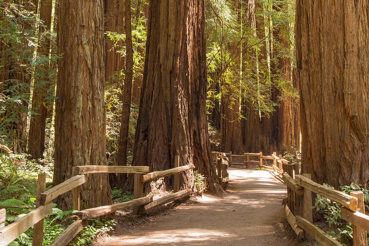 Muir Woods og Sausalito Lille Gruppetur | wizardtrip