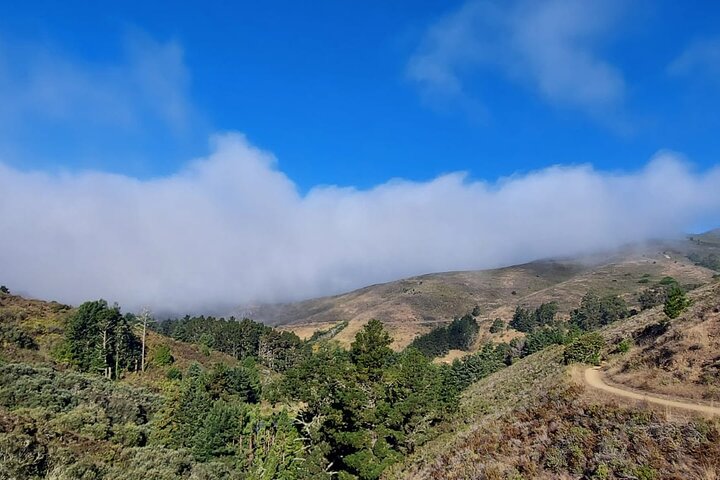 Tur i lille gruppe til Muir Woods og Sausalito fra San Francisco, foto 11 | wizardtrip