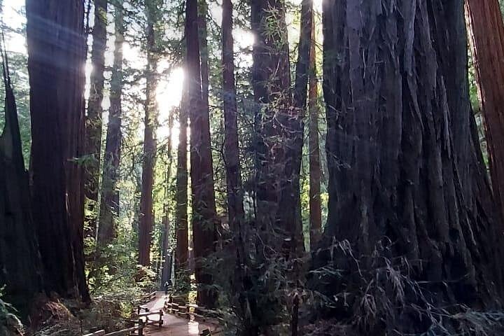 Tur i lille gruppe til Muir Woods og Sausalito fra San Francisco, foto 13 | wizardtrip