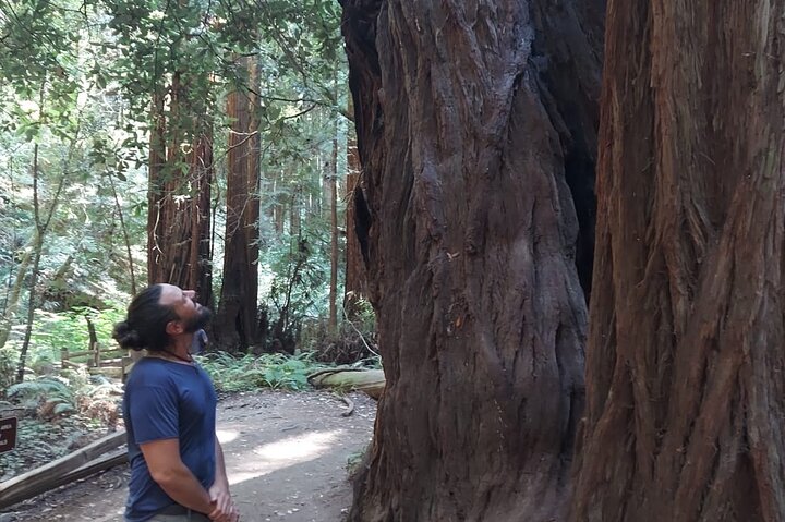 En naturskjønn tur til San Franciscos Alcatraz Island, Muir Woods og Sausalito, foto 15 | wizardtrip