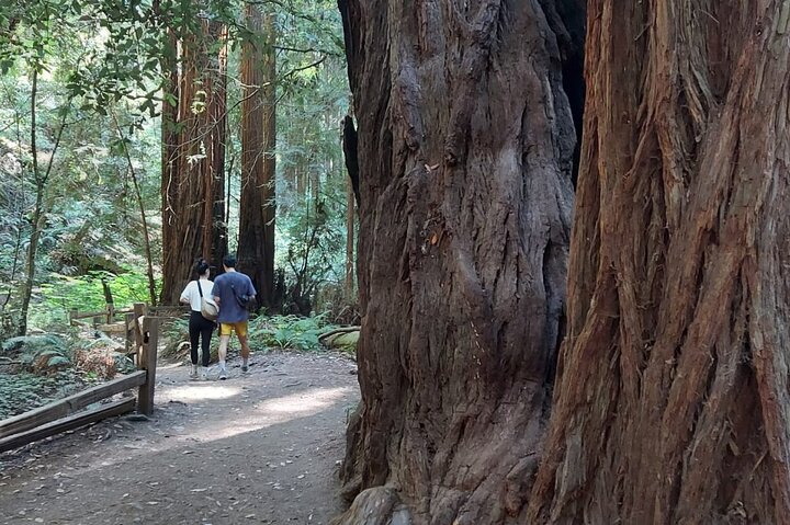 En naturskjønn tur til San Franciscos Alcatraz Island, Muir Woods og Sausalito, foto 16 | wizardtrip