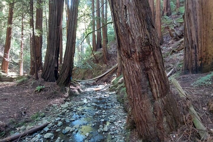En naturskjønn tur til San Franciscos Alcatraz Island, Muir Woods og Sausalito, foto 18 | wizardtrip