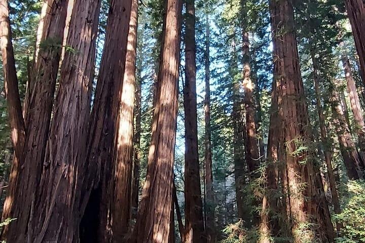 En naturskjønn tur til San Franciscos Alcatraz Island, Muir Woods og Sausalito, foto 21 | wizardtrip