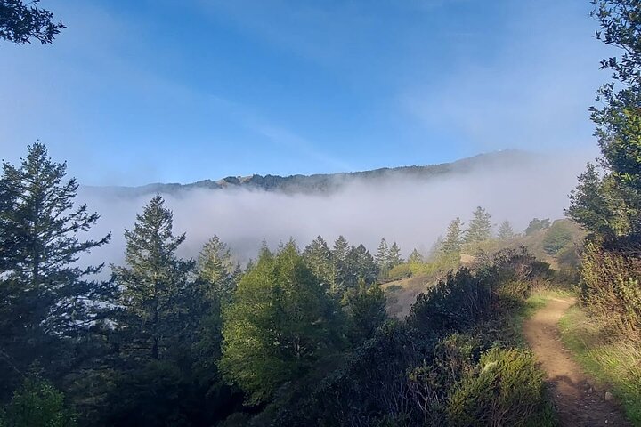 En naturskjønn tur til San Franciscos Alcatraz Island, Muir Woods og Sausalito, foto 23 | wizardtrip