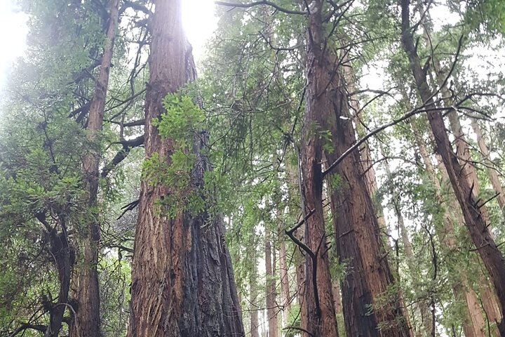 En naturskjønn tur til San Franciscos Alcatraz Island, Muir Woods og Sausalito, foto 24 | wizardtrip