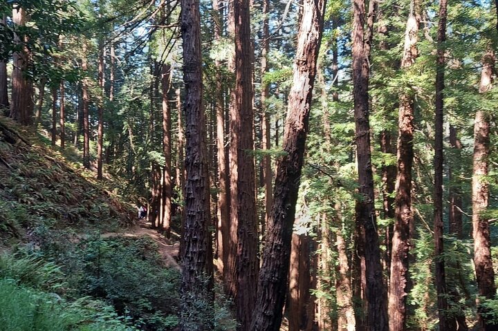 En naturskjønn tur til San Franciscos Alcatraz Island, Muir Woods og Sausalito, foto 25 | wizardtrip