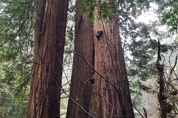 En naturskjønn tur til San Franciscos Alcatraz Island, Muir Woods og Sausalito, foto 26 | wizardtrip