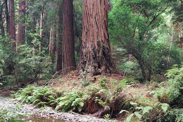 En naturskjønn tur til San Franciscos Alcatraz Island, Muir Woods og Sausalito, foto 34 | wizardtrip
