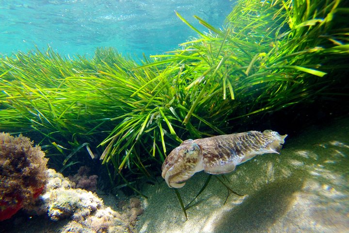 Tour guiado en kayak y snorkel explorando las calas del Parque Natural de Cabo de Gata, Almería, foto 11 | wizardtrip
