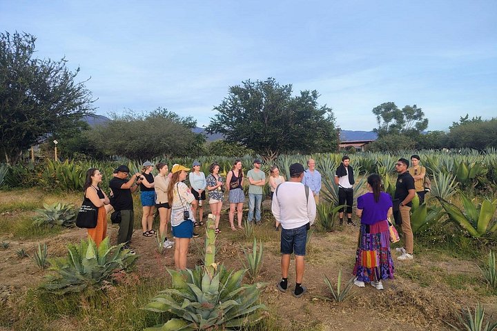 Dagtocht naar Hierve el Agua, Tuleboom, Mitla-ruïnes en een mezcal-distilleerderij in Oaxaca, Mexico, foto 7 | wizardtrip