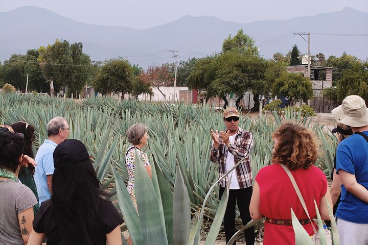 Dagtocht naar Hierve el Agua, Tuleboom, Mitla-ruïnes en een mezcal-distilleerderij in Oaxaca, Mexico, foto 9 | wizardtrip