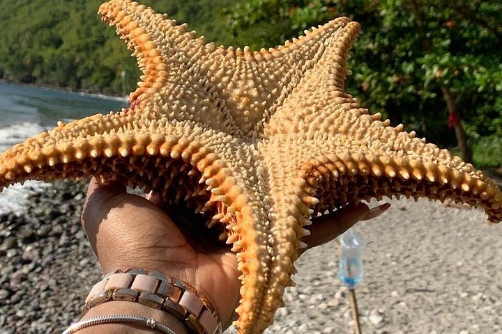 Verken de hoogtepunten van St. Lucia, waaronder markten, watervallen en iconische Pitons tijdens een begeleide tour, foto 19 | wizardtrip