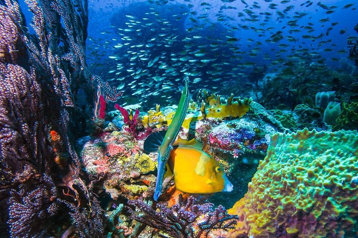 Profitez d'une visite guidée en plongée avec tuba des sculptures sous-marines uniques de Grenade et de ses récifs coralliens vibrants, photo 7 | wizardtrip