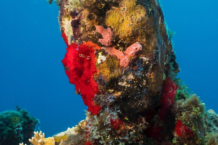 Profitez d'une visite guidée en plongée avec tuba des sculptures sous-marines uniques de Grenade et de ses récifs coralliens vibrants, photo 34 | wizardtrip
