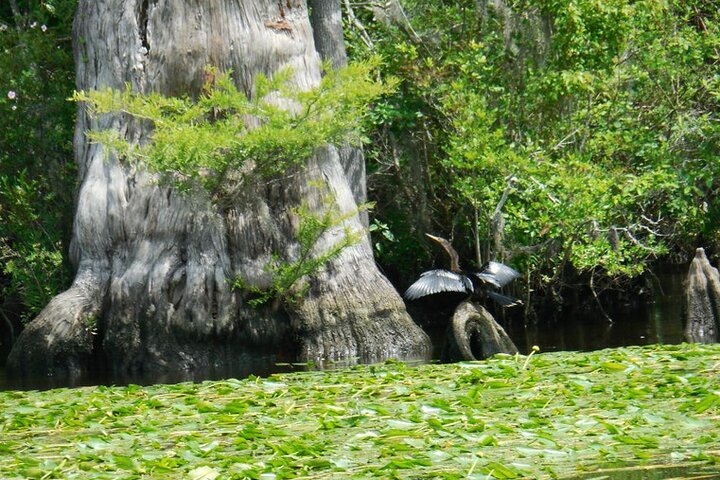 Waccamaw River Nature and Wildlife Tour | wizardtrip