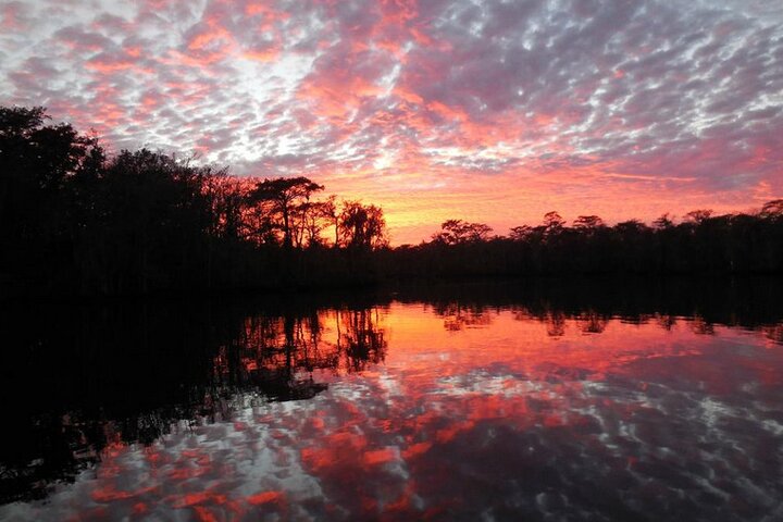 Excursion en bateau explorant la faune et les cyprès de la rivière Waccamaw à Myrtle Beach, photo 6 | wizardtrip
