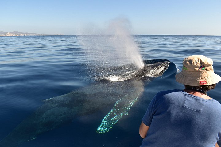 Avvistamento Balene a Cabo: Equipaggio Femminile, Avvistamenti Garantiti, Foto | wizardtrip