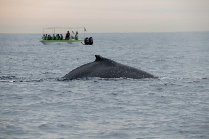 カボ・サン・ルーカスでのホエールウォッチングツアー、女性クルー、アーチと海洋生物が登場、写真11 | wizardtrip