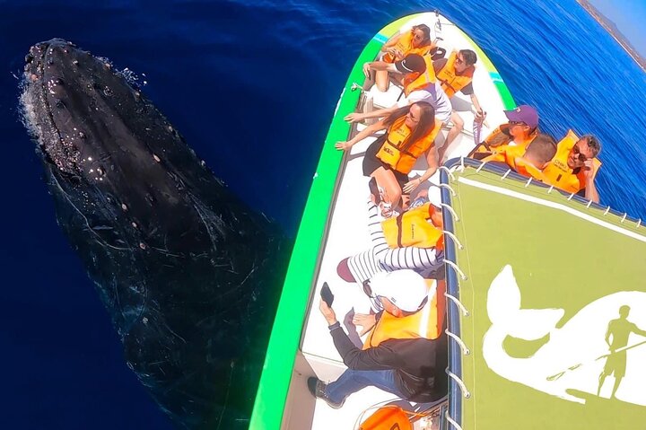 カボ・サン・ルーカスでのホエールウォッチングツアー、女性クルー、アーチと海洋生物が登場、写真12 | wizardtrip