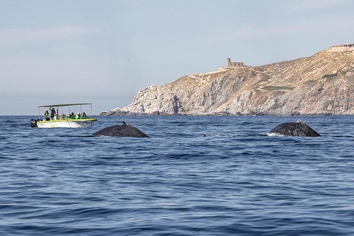 カボ・サン・ルーカスでのホエールウォッチングツアー、女性クルー、アーチと海洋生物が登場、写真13 | wizardtrip