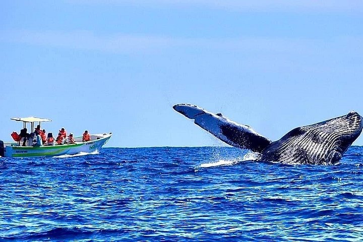 カボ・サン・ルーカスでのホエールウォッチングツアー、女性クルー、アーチと海洋生物が登場、写真14 | wizardtrip