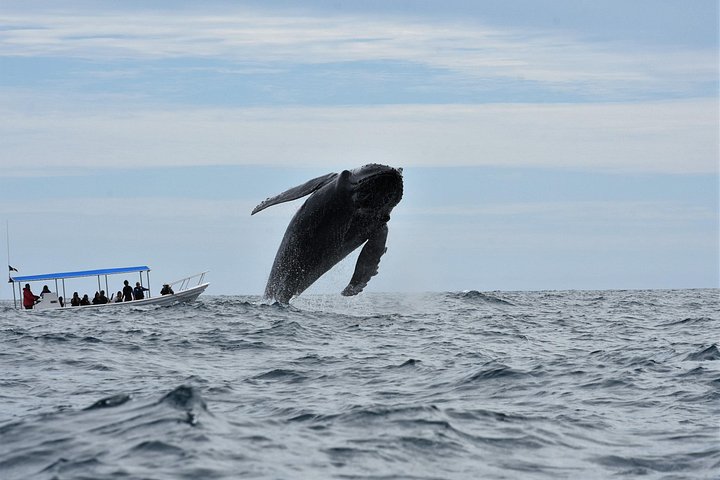 カボ・サン・ルーカスでのホエールウォッチングツアー、女性クルー、アーチと海洋生物が登場、写真18 | wizardtrip