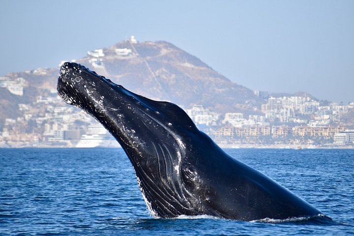 カボ・サン・ルーカスでのホエールウォッチングツアー、女性クルー、アーチと海洋生物が登場、写真25 | wizardtrip