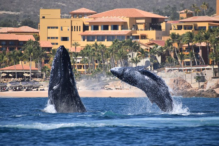 カボ・サン・ルーカスでのホエールウォッチングツアー、女性クルー、アーチと海洋生物が登場、写真27 | wizardtrip
