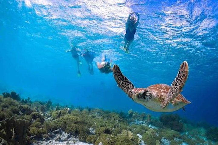 Kauai’s Ultimate Guided Shore Snorkel (NO BOAT) in South Poipu | wizardtrip