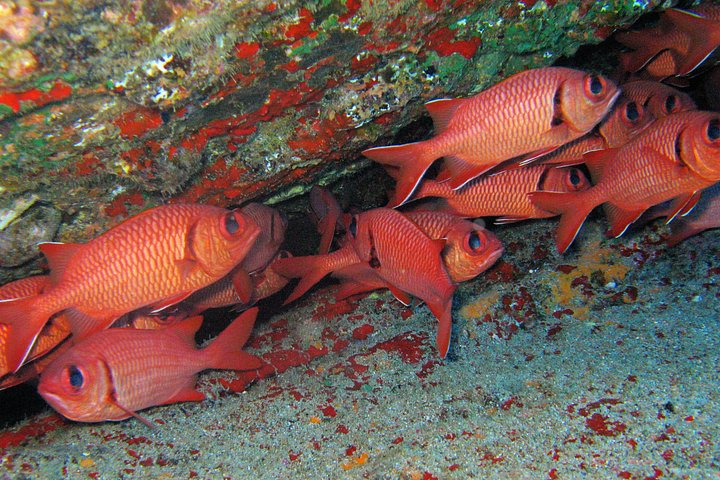 Guidet snorkletur fra land i Poipu, Kauai, som utforsker marint liv og korallrev, foto 6 | wizardtrip