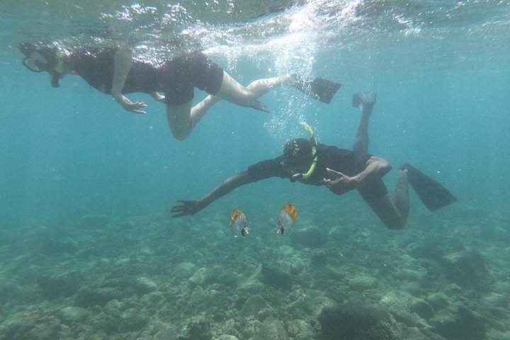 Guidet snorkletur fra land i Poipu, Kauai, som utforsker marint liv og korallrev, foto 7 | wizardtrip