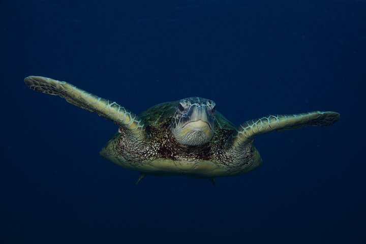 Guidet snorkletur fra land i Poipu, Kauai, som utforsker marint liv og korallrev, foto 10 | wizardtrip