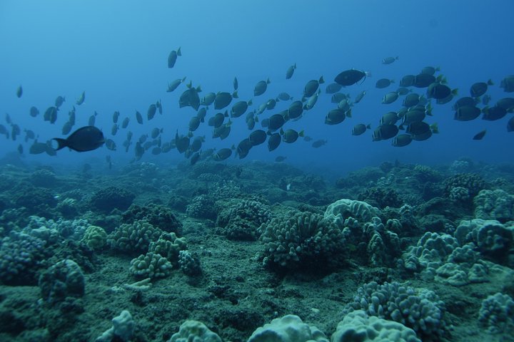 Guidet snorkletur fra land i Poipu, Kauai, som utforsker marint liv og korallrev, foto 11 | wizardtrip