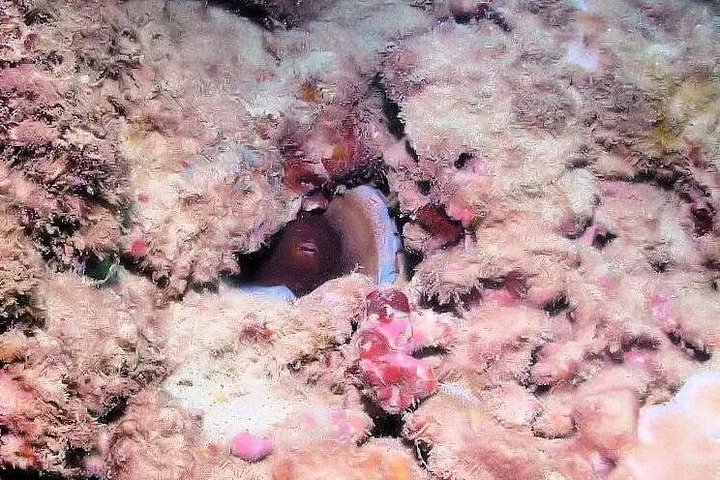 Guidet snorkletur fra land i Poipu, Kauai, som utforsker marint liv og korallrev, foto 13 | wizardtrip