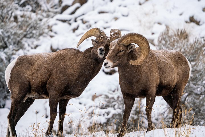 Visite d'observation de la faune dans le parc national de Grand Teton avec véhicules de safari et guides experts, photo 7 | wizardtrip
