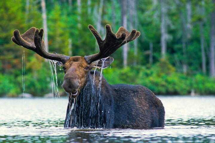 Sunset 4-Hour Grand Teton Wildlife Adventure | wizardtrip