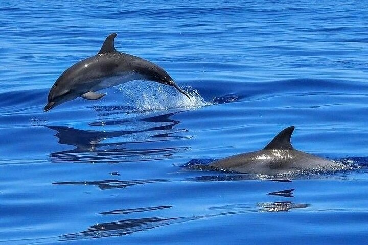 Dolfijnensafari en Schelpen Zoeken Snorkeltour in Tampa | wizardtrip