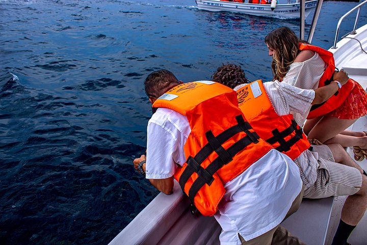 Excursion panoramique en bateau vers l'Arche de Cabo San Lucas, avec faune marine et formations rocheuses, photo 8 | wizardtrip