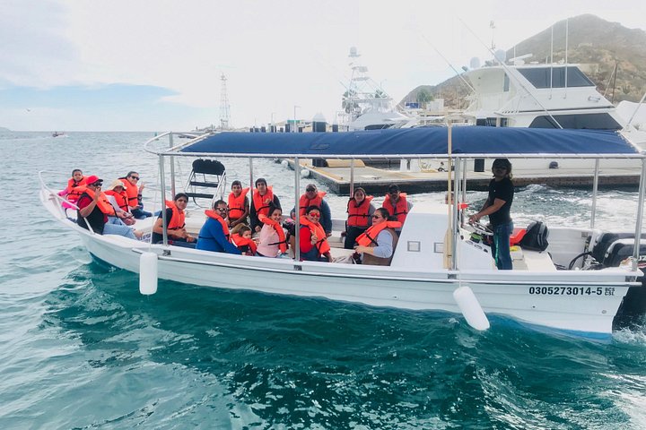 Excursion panoramique en bateau vers l'Arche de Cabo San Lucas, avec faune marine et formations rocheuses, photo 10 | wizardtrip