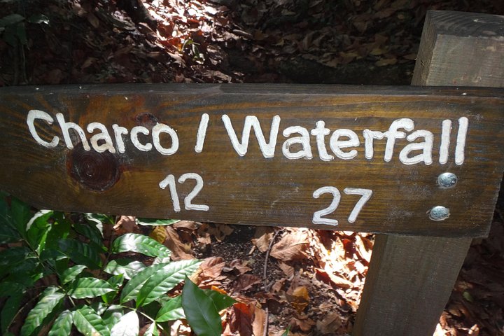 Aventura en las Cascadas Damajagua, Puerto Plata: saltando, deslizándose y en tirolina a través de la belleza natural, foto 7 | wizardtrip