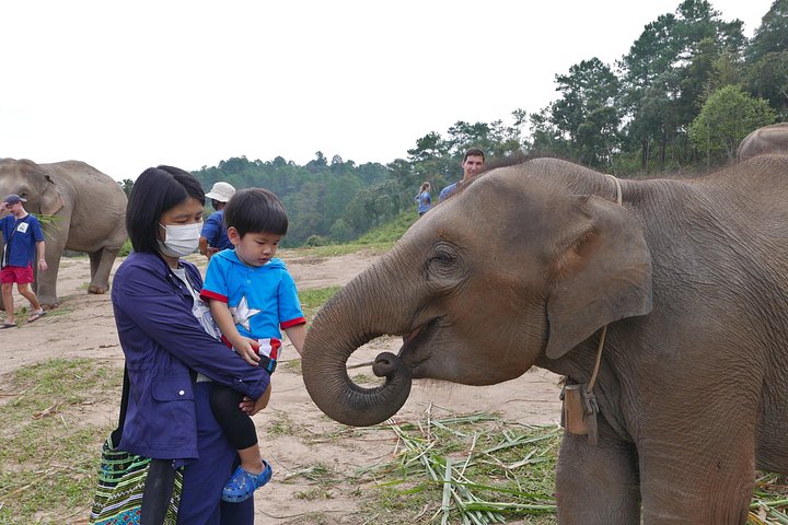 Oplev elefanter, Doi Inthanon og vandreture i Chiang Mai, Thailand, foto 20 | wizardtrip