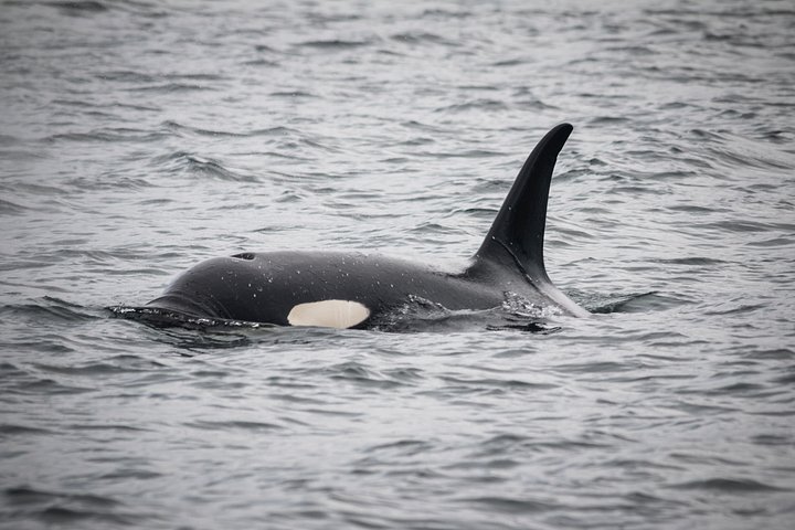Båttur for dyreliv og hvalsafari i Ketchikan, Alaska, foto 8 | wizardtrip