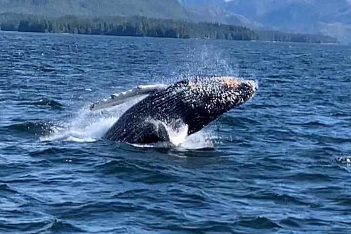 Båttur for dyreliv og hvalsafari i Ketchikan, Alaska, foto 11 | wizardtrip