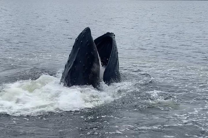 Båttur for dyreliv og hvalsafari i Ketchikan, Alaska, foto 13 | wizardtrip