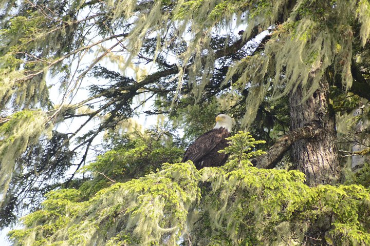 Båttur for dyreliv og hvalsafari i Ketchikan, Alaska, foto 14 | wizardtrip